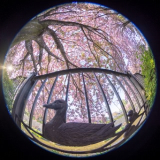 「ヤエザクラ」のサムネイル画像