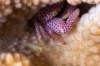 「カサイダルマハゼ」のサムネイル画像