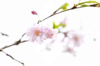 「シダレザクラ」のサムネイル画像