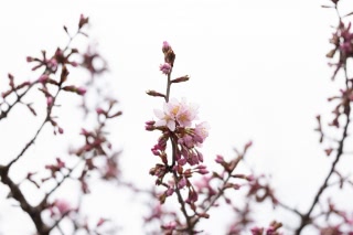 「オオヤマザクラ(エゾヤマザクラ,ベニヤマザクラ)」のサムネイル画像