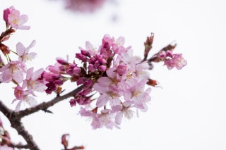 「オオヤマザクラ(エゾヤマザクラ,ベニヤマザクラ)」のサムネイル画像