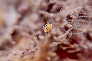 「ウミウシの仲間」のサムネイル画像