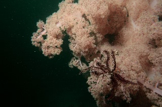「ウミシダの仲間(sea feather)」のサムネイル画像