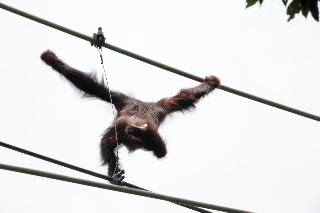 「オランウータン」のサムネイル画像