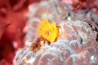 「イバラカンザシ(Christmas tree worm)」のサムネイル画像