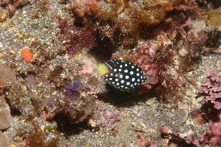 「モンガラカワハギ」のサムネイル画像