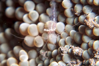 「イソギンチャクエビ」のサムネイル画像