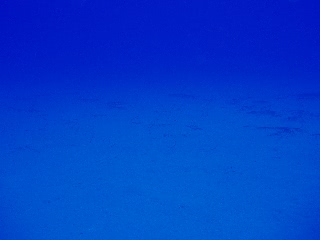 「ハワイアン ガーデンイール」のサムネイル画像