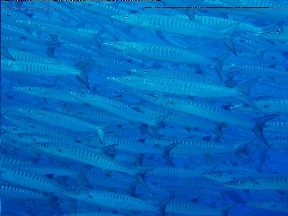 「オオカマス(Barracuda)」のサムネイル画像