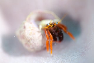 「クリイロサンゴヤドカリ」のサムネイル画像