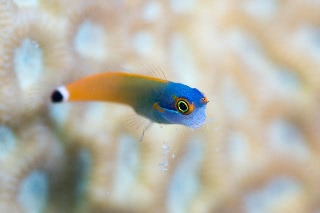 「tail spotted blenny」のサムネイル画像
