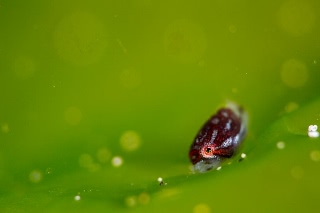 「ホテイウオ(ゴッコ)」のサムネイル画像