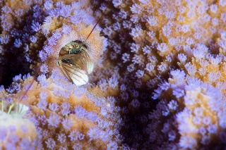 「カンザシヤドカリ(Coral Hermit Crab)」のサムネイル画像