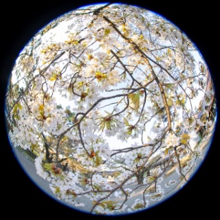 「カスミザクラ」のサムネイル画像