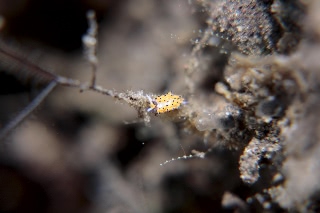 「ツルガチゴミノウミウシ」のサムネイル画像