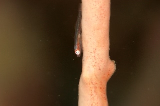 「無題」のサムネイル画像