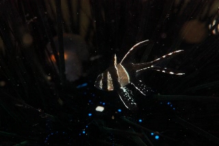 「アマノガワテンジクダイ(バンガイ・カーディナルフィッシュ,banggai cardinalfish)」のサムネイル画像