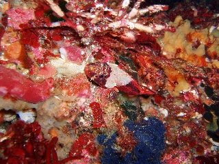 「イソカサゴ」のサムネイル画像