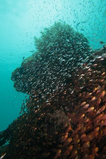 「無題」のサムネイル画像
