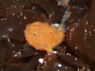 「イザリウオ(カエルアンコウ)」のサムネイル画像