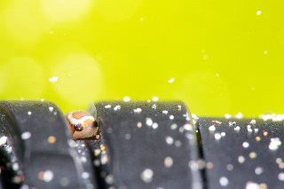 「ホテイウオ(ゴッコ)」のサムネイル画像