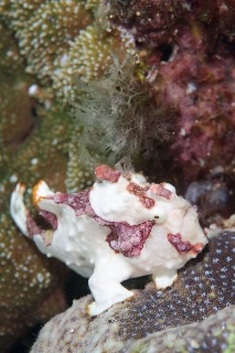 「クマドリイザリウオ(クマドリカエルアンコウ,Warty Frogfish)」のサムネイル画像
