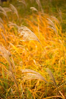 「無題」のサムネイル画像