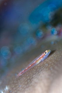 「無題」のサムネイル画像