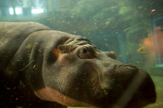 「カバ」のサムネイル画像