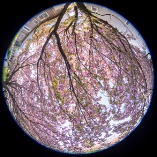 「ヤエザクラ」のサムネイル画像