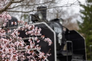 「オオヤマザクラ(エゾヤマザクラ,ベニヤマザクラ)」のサムネイル画像