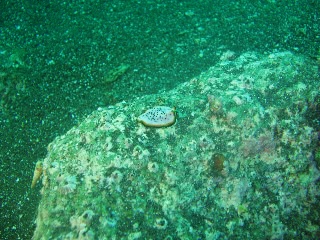 「ニセツノヒラムシの一種」のサムネイル画像