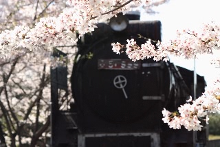 「ソメイヨシノ(染井吉野)」のサムネイル画像