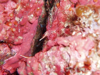 「サラサエビ」のサムネイル画像