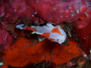 「クマドリイザリウオ(クマドリカエルアンコウ,Warty Frogfish)」のサムネイル画像