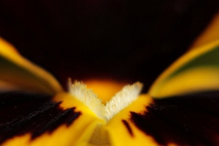 「パンジー」のサムネイル画像