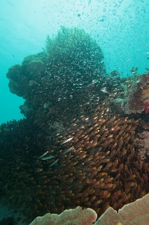 「無題」のサムネイル画像