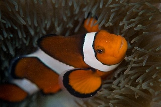 「カクレクマノミ(Western Clown Anemonefish)」のサムネイル画像