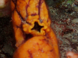 「ニシキボヤの口が閉まるところ」のサムネイル画像