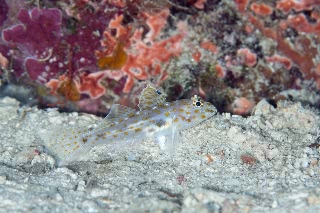 「カペラサンカクハゼ」のサムネイル画像