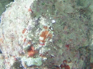 「チョウチョウコショウダイ(Clown Sweerlips)」のサムネイル画像