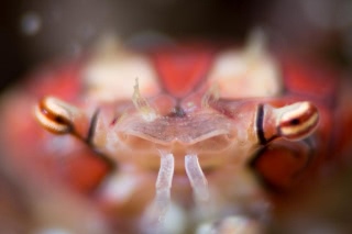 「キンチャクガニ(Boxer crab)」のサムネイル画像