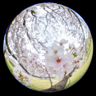 「ソメイヨシノ(染井吉野)」のサムネイル画像