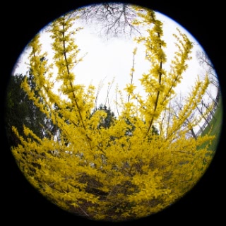 「オオヤマザクラ(エゾヤマザクラ,ベニヤマザクラ)」のサムネイル画像