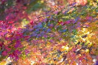 「無題」のサムネイル画像