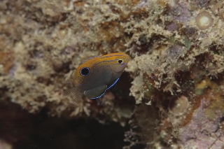 「クロメガネスズメダイ」のサムネイル画像