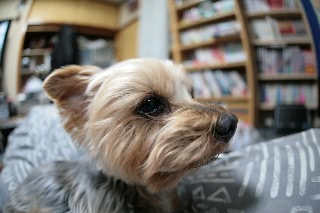 「ヨークシャー・テリア(Yorkshire Terrier)」のサムネイル画像