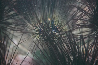 「ガンガゼ」のサムネイル画像