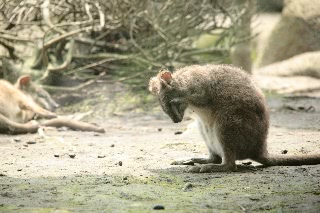 「パルマワラビー」のサムネイル画像