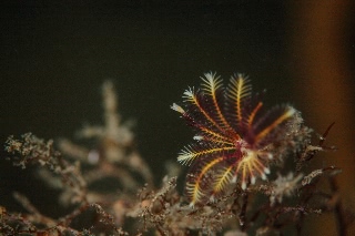 「ウミシダの仲間(sea feather)」のサムネイル画像